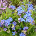 Myosotis alpestris 'Tower'